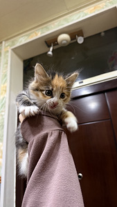 Котятя (5 фото из 6)