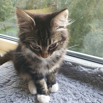 Котенок-девочка