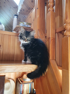 Котенок-девочка (4 фото из 8)