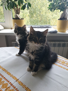 Котенок-девочка (5 фото из 8)