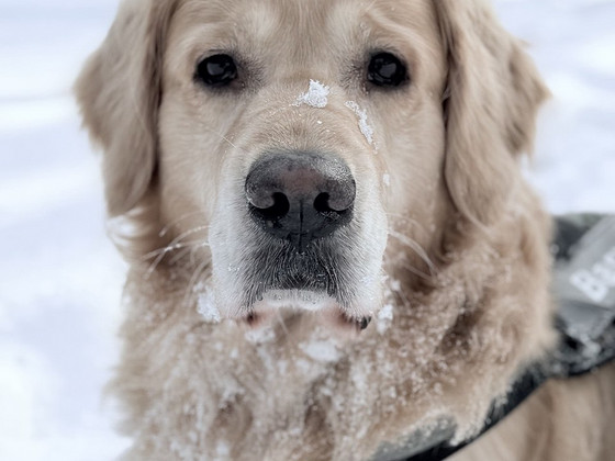 Golden Retriever, кабель, вязка