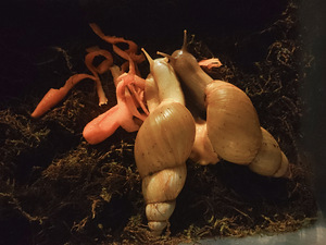 Achatina fulica tigude pojad (1 foto / 2)