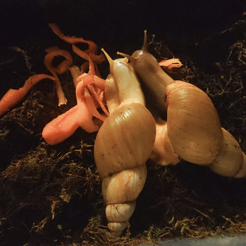 Achatina fulica tigude pojad