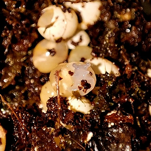 Achatina fulica tigude pojad (2 foto / 2)