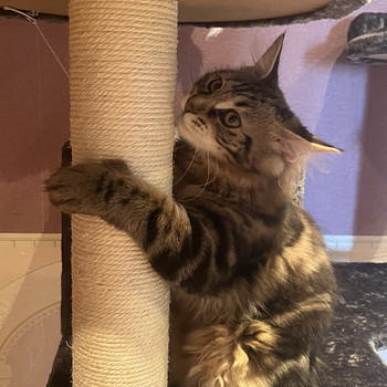 Kuriili bobtail
