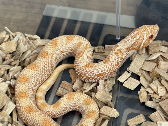 Heterodon nasicus- Western Hognose