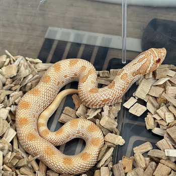 Heterodon nasicus- Western Hognose