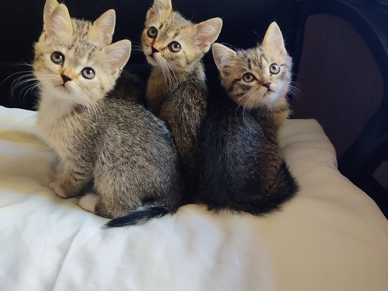 Kissanpennut