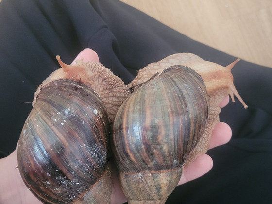 Achatina immaculata teod