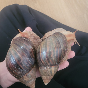 Achatina immaculata teod