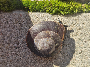 Teod Caracolus Excellens (1 foto / 3)