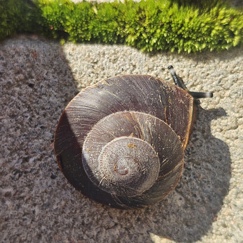 Teod Caracolus Excellens
