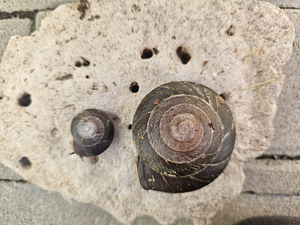 Teod Caracolus Excellens (2 foto / 3)