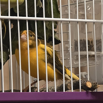 Kanaarilind
