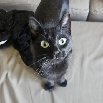 Кошка