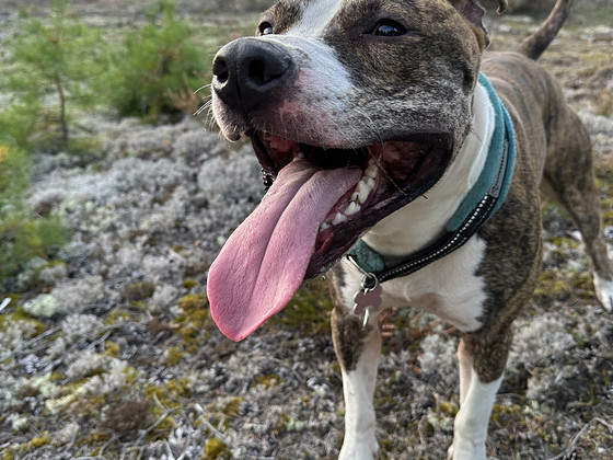 Myydään amstaffi/pitbull mix
