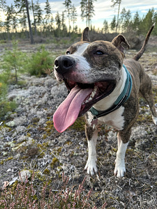 Myydään amstaffi/pitbull mix (1 valokuva sivusta 8)