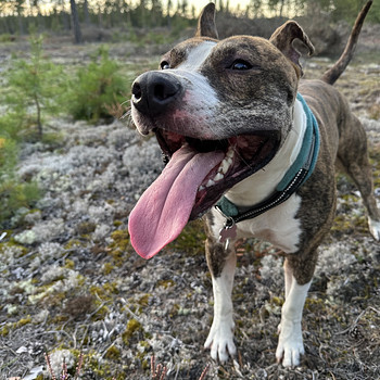 Myydään amstaffi/pitbull mix