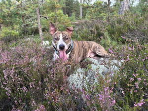 Myydään amstaffi/pitbull mix (2 valokuva sivusta 8)