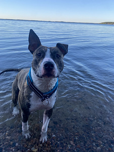 Myydään amstaffi/pitbull mix (3 valokuva sivusta 8)