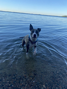 Myydään amstaffi/pitbull mix (4 valokuva sivusta 8)