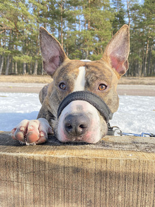 Myydään amstaffi/pitbull mix (5 valokuva sivusta 8)
