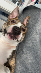 Myydään amstaffi/pitbull mix (6 valokuva sivusta 8)