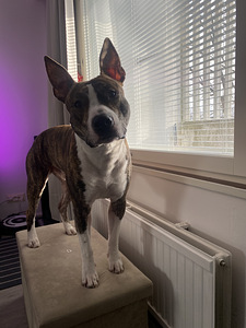 Myydään amstaffi/pitbull mix (7 valokuva sivusta 8)