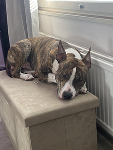 Myydään amstaffi/pitbull mix (8 valokuva sivusta 8)