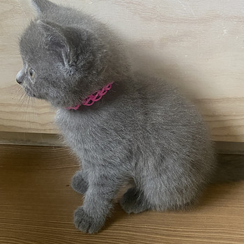 Британские котята