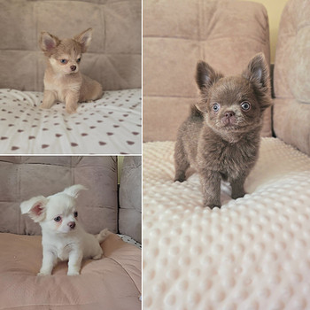 Chihuahua, kutsikad