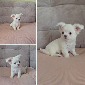 Chihuahua, kutsikad
