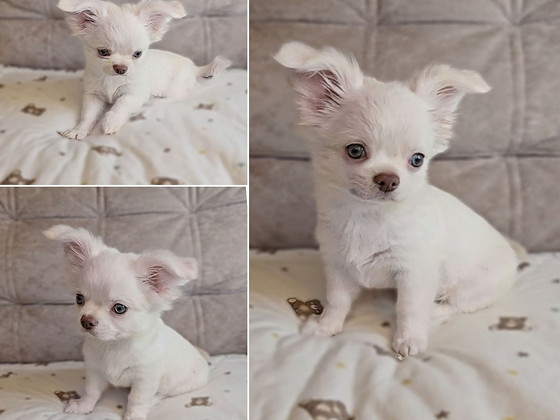 Chihuahua, kutsikad