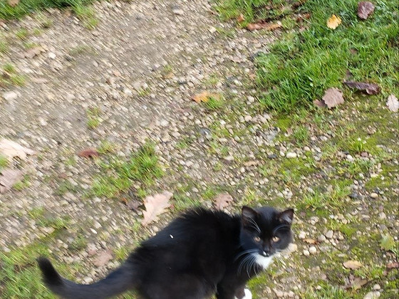 Шустрый котенок