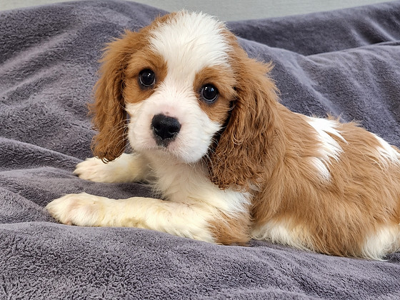 Cavalier King Charles spanjeli kutsikad. 29.09.2026