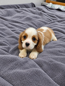 Cavalier King Charles spanjeli kutsikad. 29.09.2026 (3 valokuva sivusta 10)