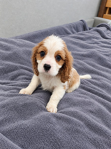 Cavalier King Charles spanjeli kutsikad. 29.09.2026 (4 valokuva sivusta 10)