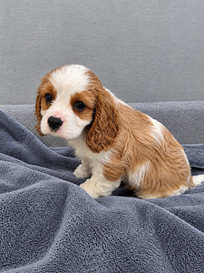 Cavalier King Charles spanjeli kutsikad. 29.09.2026 (5 valokuva sivusta 10)