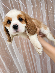 Cavalier King Charles spanjeli kutsikad. 29.09.2026 (8 valokuva sivusta 10)