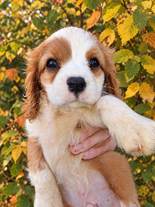 Cavalier King Charles spanjeli kutsikad. 29.09.2026 (10 valokuva sivusta 10)