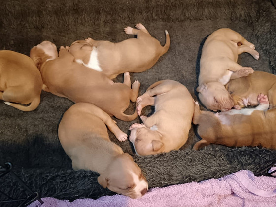 Amerikan Pitt Bull Terrier