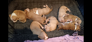 Amerikan Pitt Bull Terrier (1 valokuva sivusta 1)