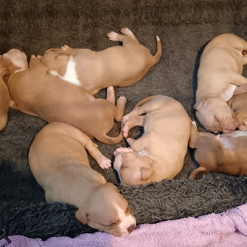 Amerikan Pitt Bull Terrier