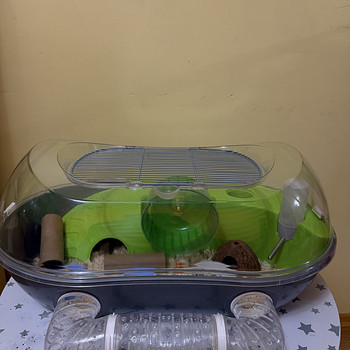 Puur kahe džungaaria hamsteriga