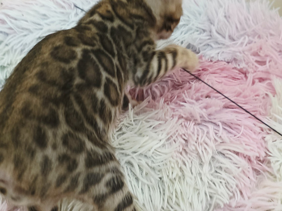 Бенгальские котята