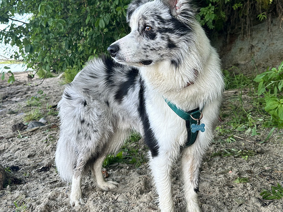 Paaritus, bordercollie isane