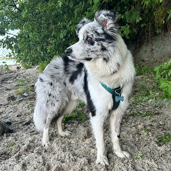 Paaritus, bordercollie isane