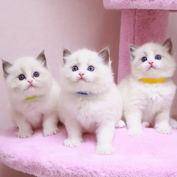 Ragdoll-kissanpennut