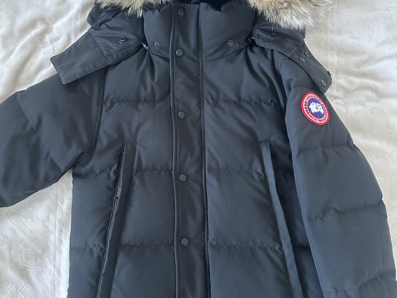Canada goose