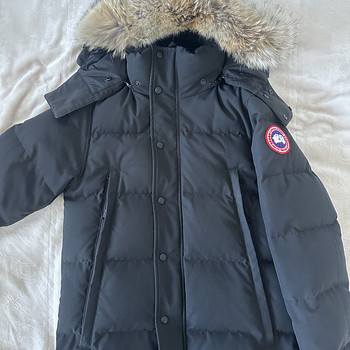 Canada goose